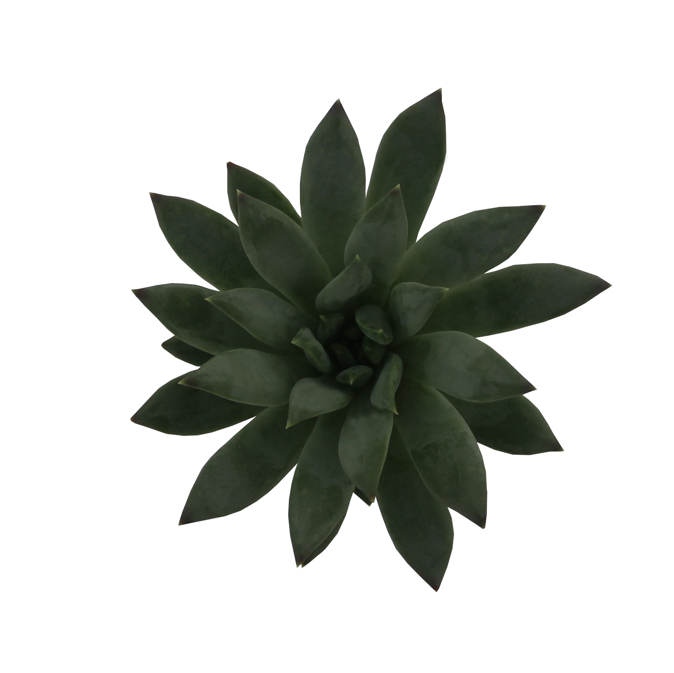 Echeveria Spica