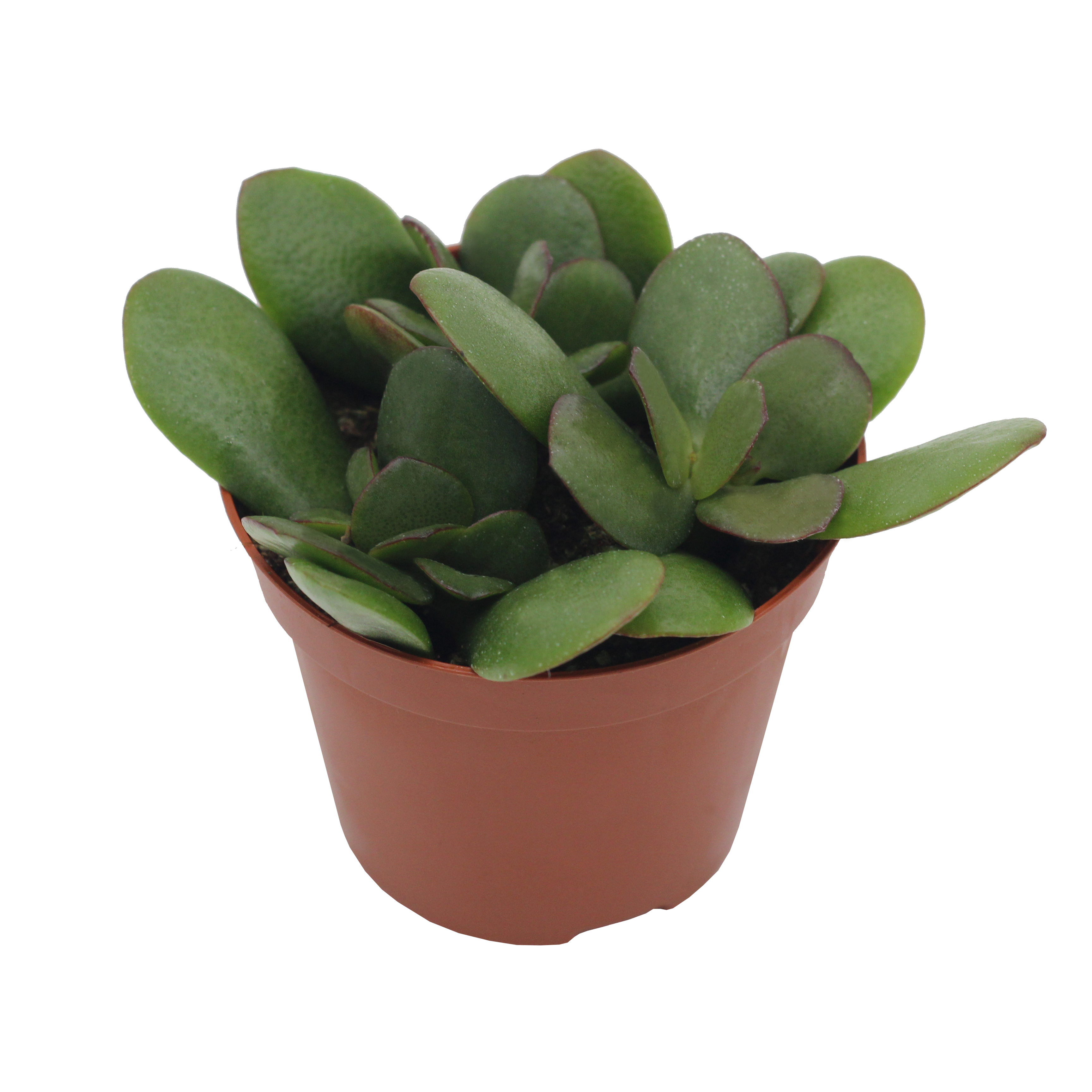 Queen® Crassula ovata